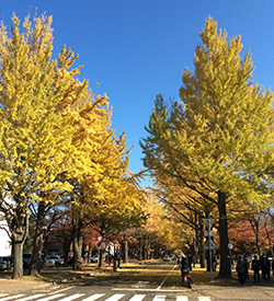 ginkotree_NOV